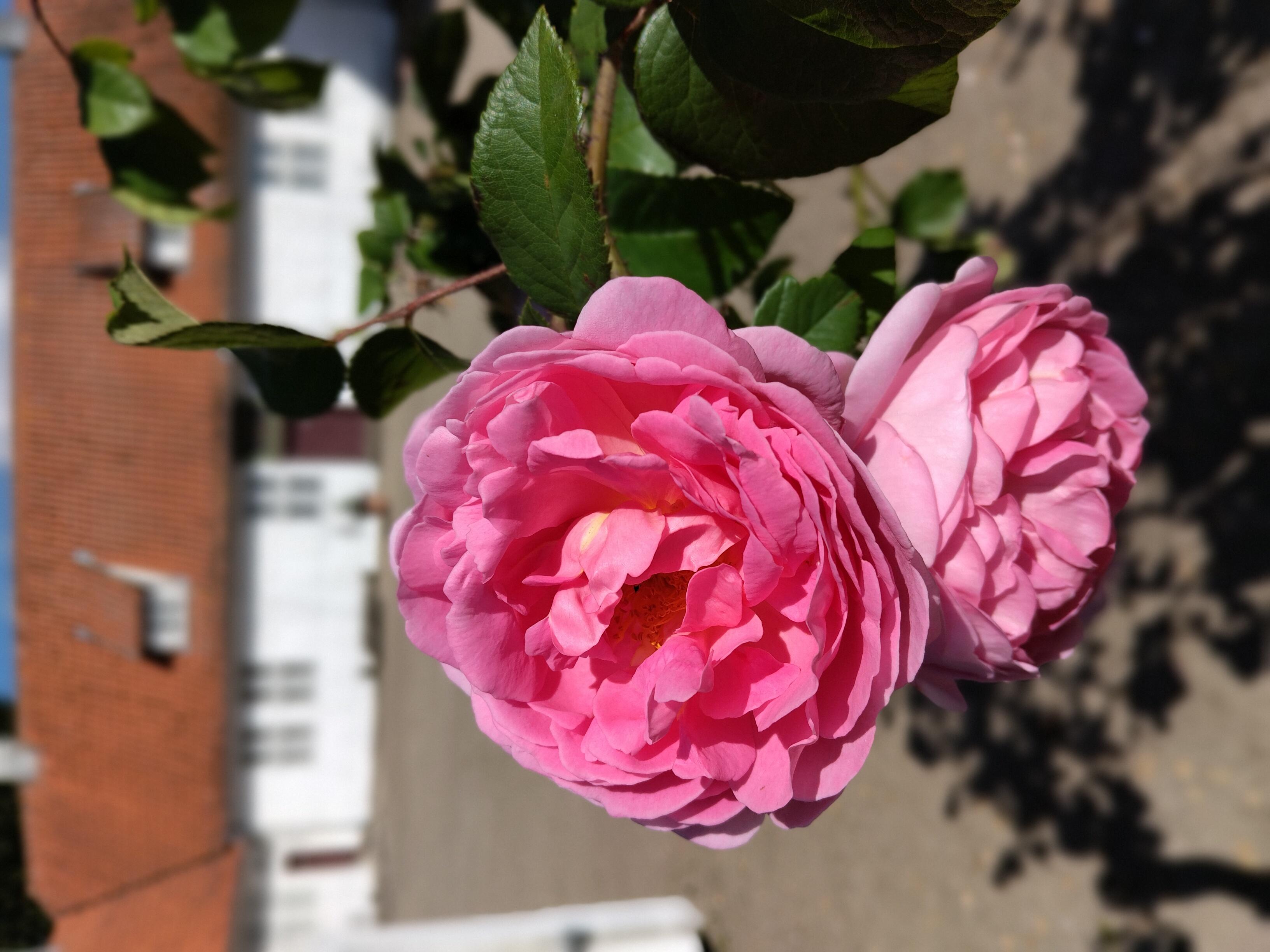 rose